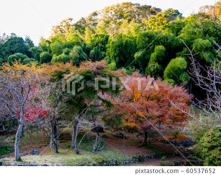 [靜岡伊豆]大正修善寺的日本庭園[秋天] 60537652