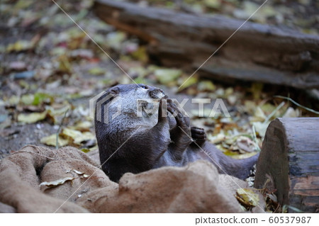 Otter Otter 60537987