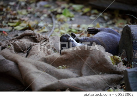 Otter Otter 60538002