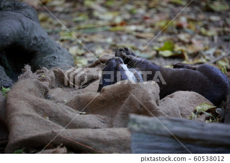 Otter Otter 60538012