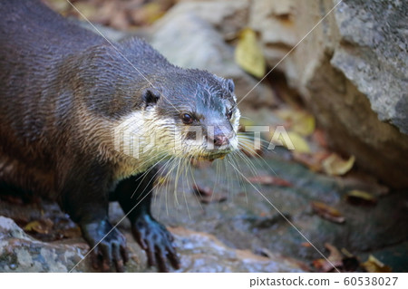 Otter Otter 60538027