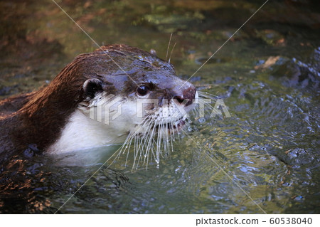 Otter Otter 60538040