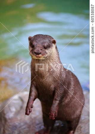 Otter 60538087