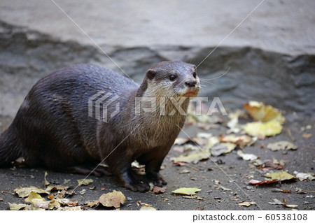 獺 60538108