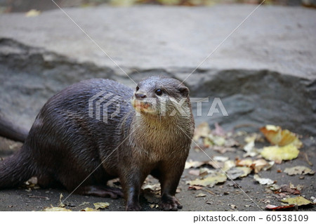 獺 60538109