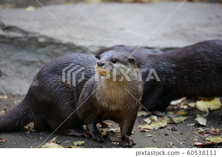 Otter Otter 60538111