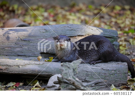 Otter 60538117