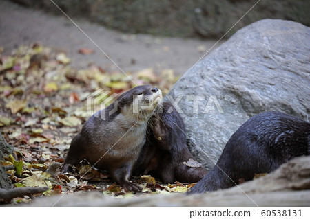 Otter 60538131
