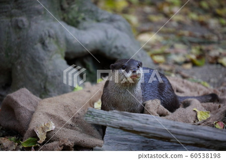 Otter Otter 60538198