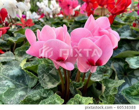 Pink Cyclamen or Alpine Violet (lat. - Cyclamen) Pink Cyclamen or Alpine Violet (lat. - Cyclamen) 60538388