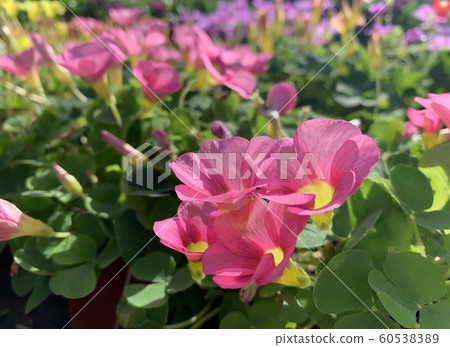 Flowering perennial grass oxalis Flowering perennial grass oxalis 60538389