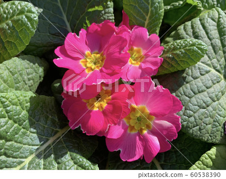 Red beauty Primrose Flower (lat. Primula) Red beauty Primrose Flower (lat. Primula) 60538390