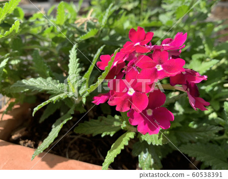 Verbena blooms garden perennial plant (lat. Verbena blooms garden perennial plant (lat. 60538391