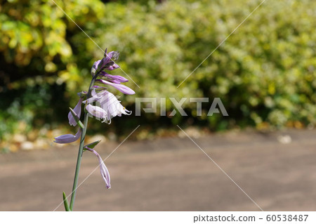 Giboshi (Hosta) Giboshi (Hosta) 60538487