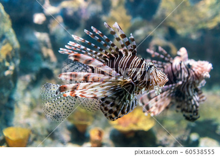 Luna lionfish swimming in the tropical sea 60538555