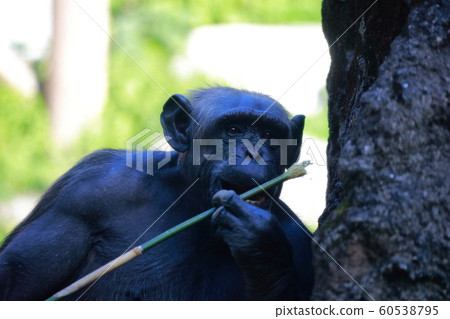 Chimpanzee 60538795