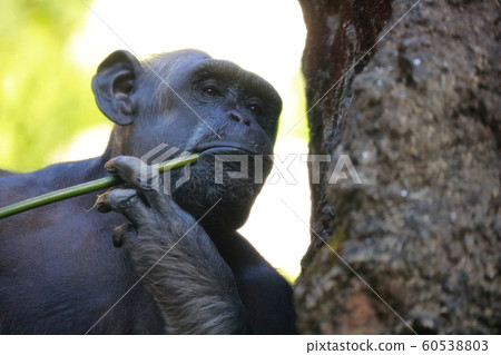 Chimpanzee Chimpanzee 60538803