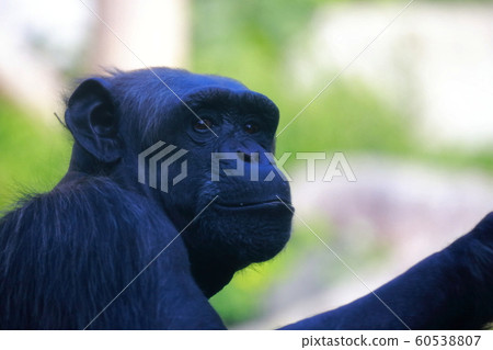 Chimpanzee Chimpanzee 60538807
