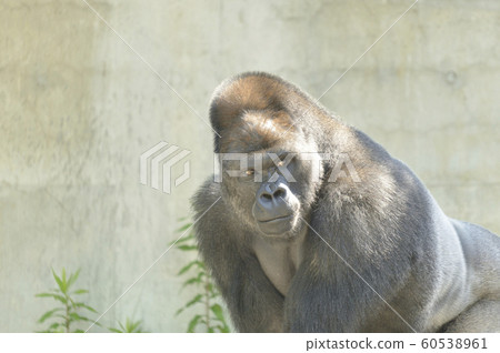 Gorilla Nishi Lowland Gorilla Gorilla Nishi Lowland Gorilla 60538961
