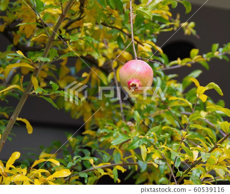 Pomegranate fruit Pomegranate fruit 60539116