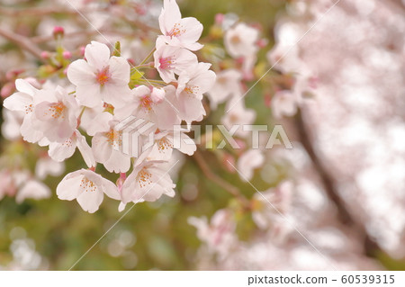 櫻花 60539315