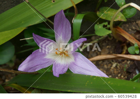 saffron saffron 60539428