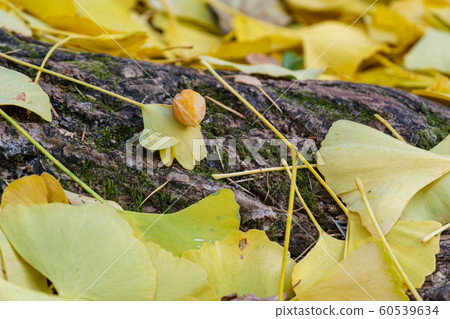 Okachiki ginkgo Okachiki ginkgo 60539634