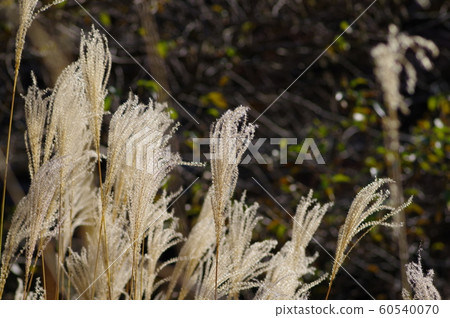 Susuki Susuki 60540070