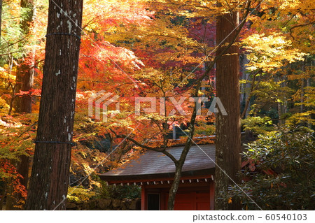 Autumn leaves of Sanzenin Autumn leaves of Sanzenin 60540103