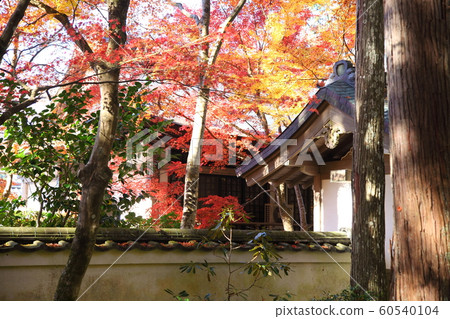 Autumn leaves of Sanzenin 60540104