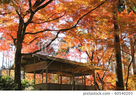 Autumn leaves of Sanzenin 60540203