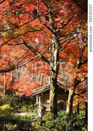 Autumn leaves of Sanzenin 60540207