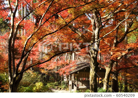 Autumn leaves of Sanzenin 60540209