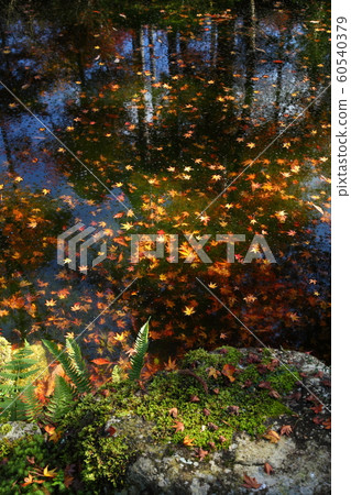 Autumn leaves of Sanzenin Autumn leaves of Sanzenin 60540379