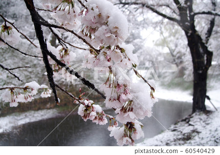 雪落在櫻花上 雪落在櫻花上 60540429