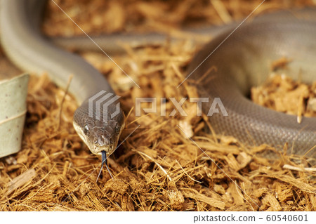 Olive Python Olive Python 60540601