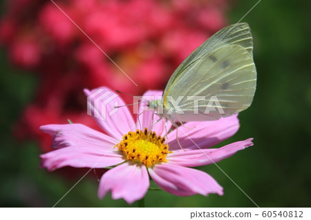 Butterfly and Cosmos 60540812