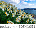 Narcissus in Nomozaki 60541051