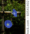 Flower morning glory 60541402