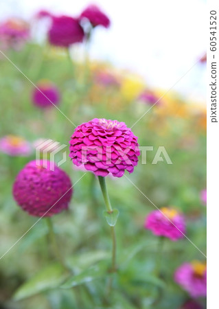 Awajishima Hanasakiji - Stock Photo [60541520] - PIXTA