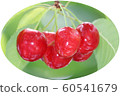 櫻桃 60541679