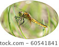 赤蜻屬frequens 60541841