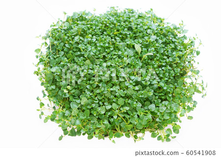 Corsican mint 60541908