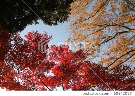 Blue sky and tricolor tree Blue sky and tricolor tree 60542057