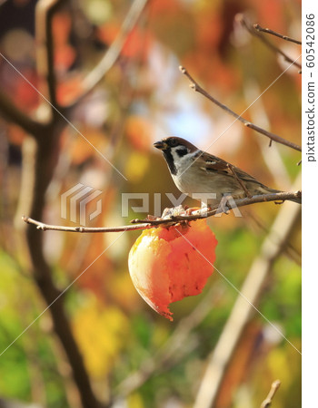 秋天的麻雀和樹木 60542086