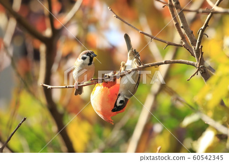Two sparrows and autumn leaves pecking persimmons 60542345