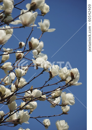 玉蘭花 60542409
