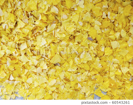 Gingko fallen leaves Gingko fallen leaves 60543261