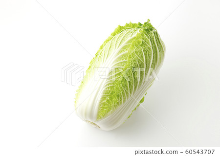 中國的白菜 中國的白菜 60543707