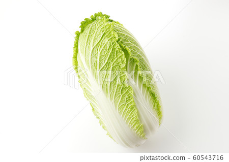 中國的白菜 中國的白菜 60543716